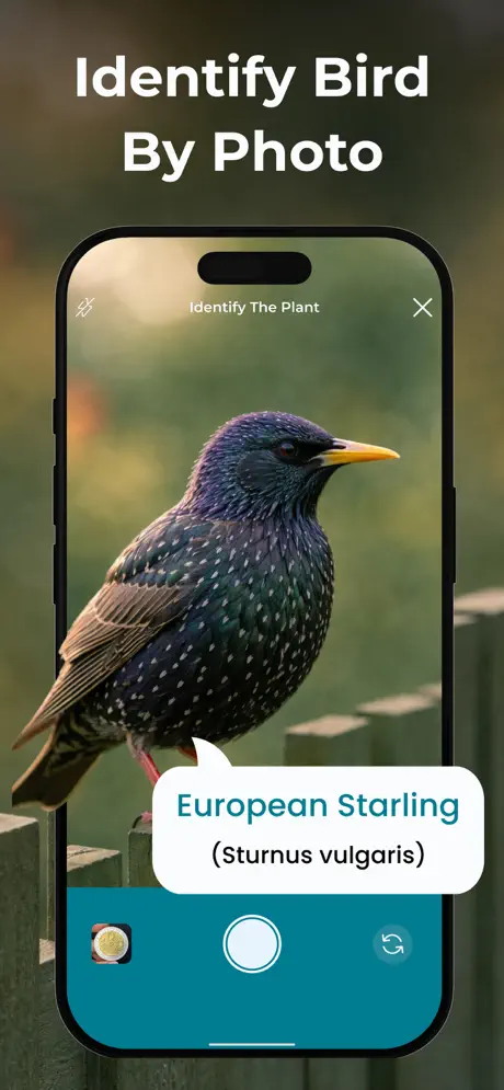 Bird Identifier, Birdsy app screen